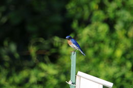 Image of Eastern Bluebird