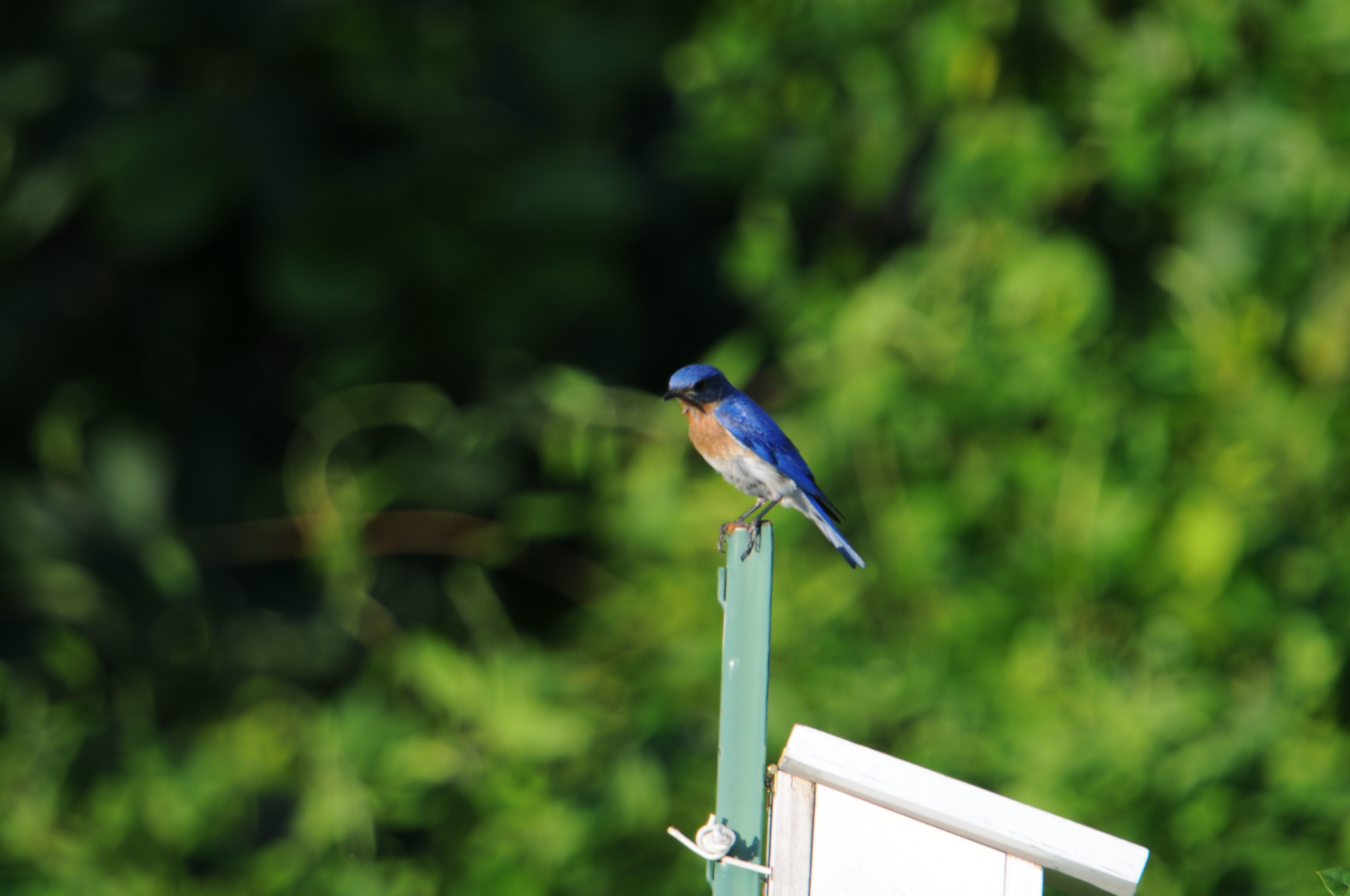 Image of Eastern Bluebird