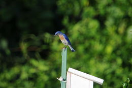 Image of Eastern Bluebird