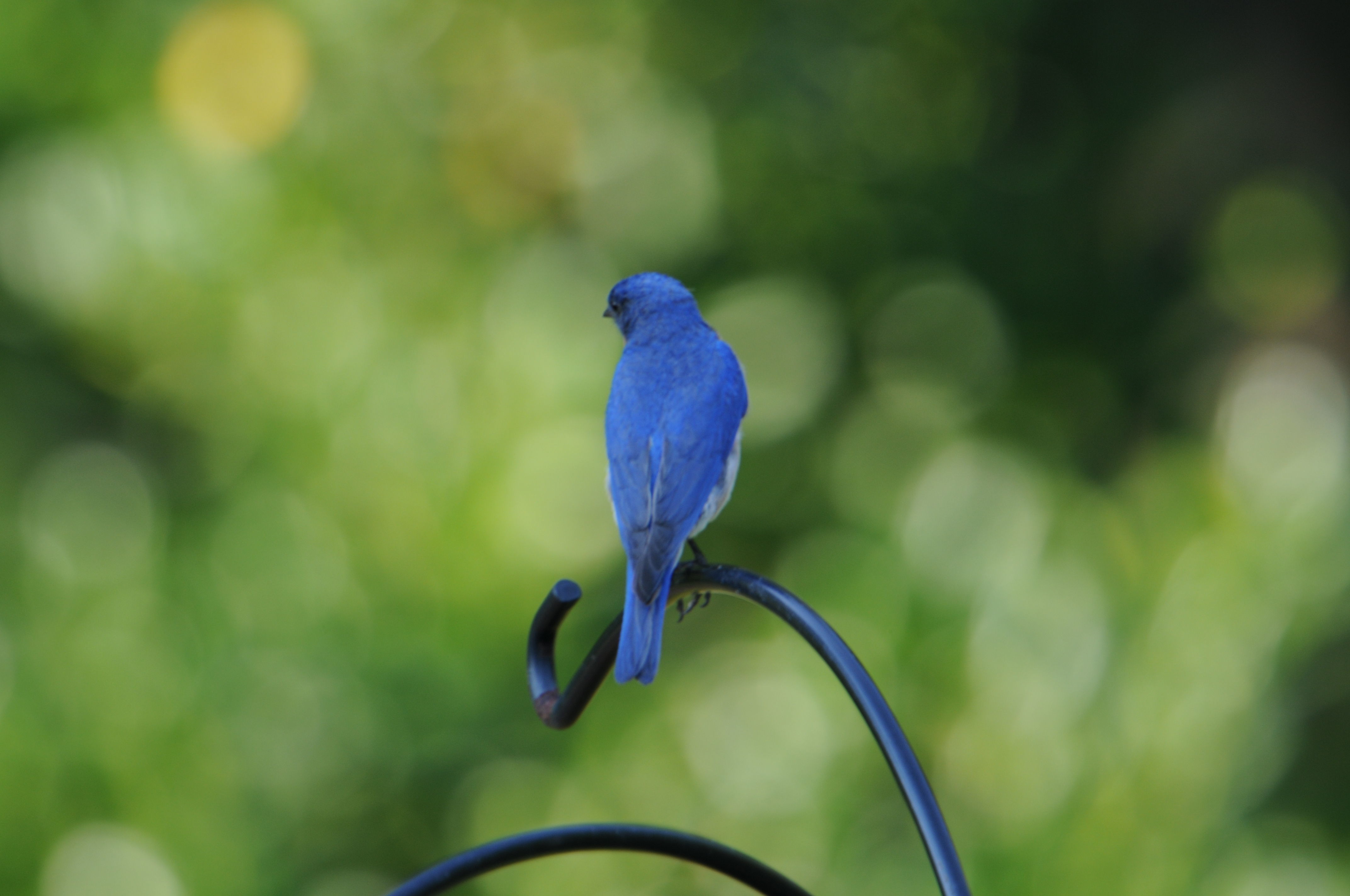 Image of Eastern Bluebird