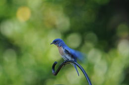 Image of Eastern Bluebird