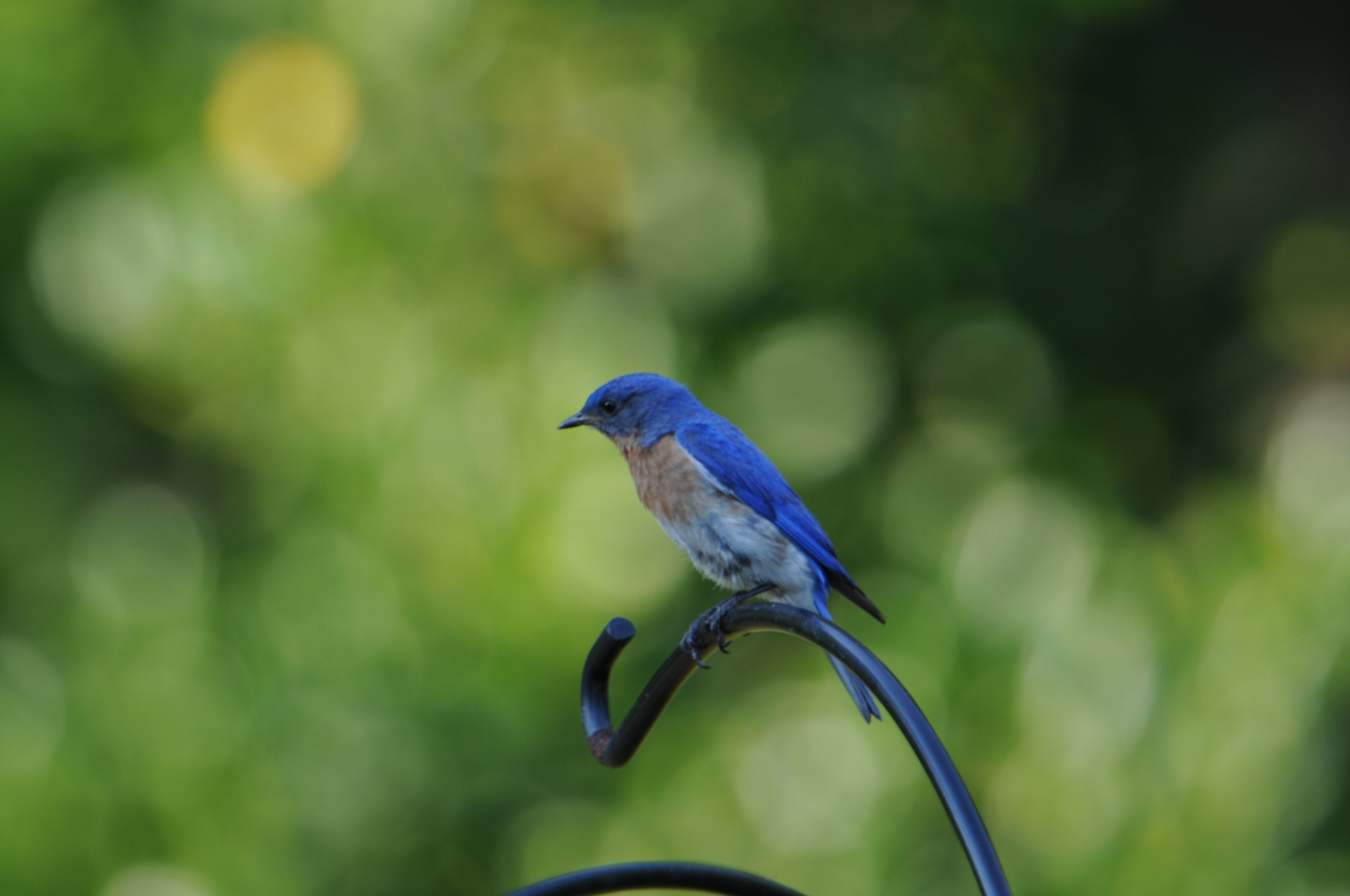 Image of Eastern Bluebird