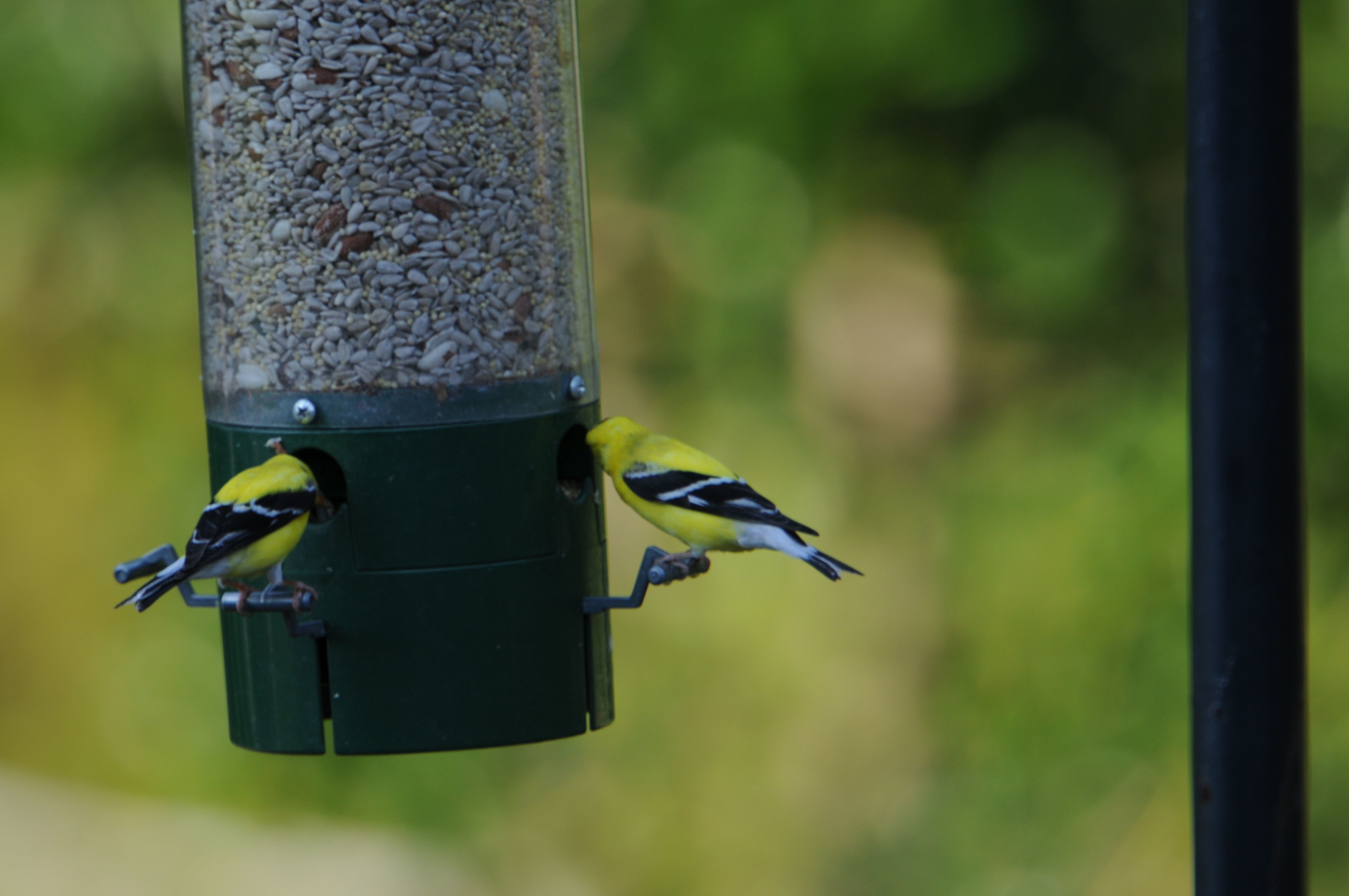 Image of <i>Carduelis tristis</i> (Linnaeus 1758)