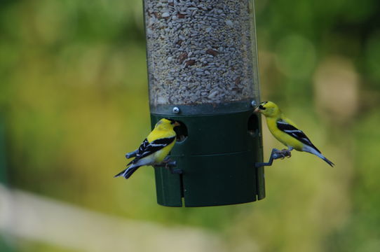 Image of <i>Carduelis tristis</i> (Linnaeus 1758)