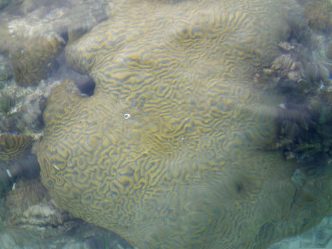 Image of Boulder Brain Coral