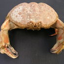 Image of rough box crab