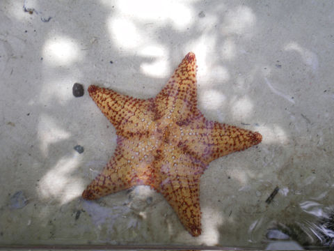 Image of Red cushion sea star