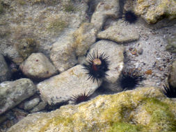 Image of spiny urchin