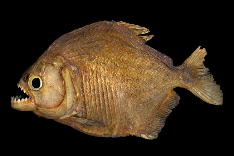 Imagem de Characiformes