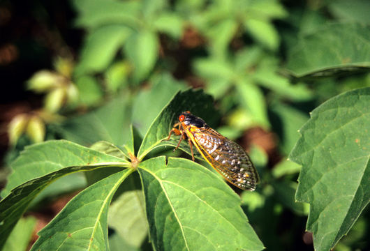 Image of Periodical Cicadas