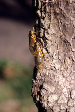 Image of Periodical Cicadas