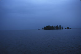 Image of Bald Cypress