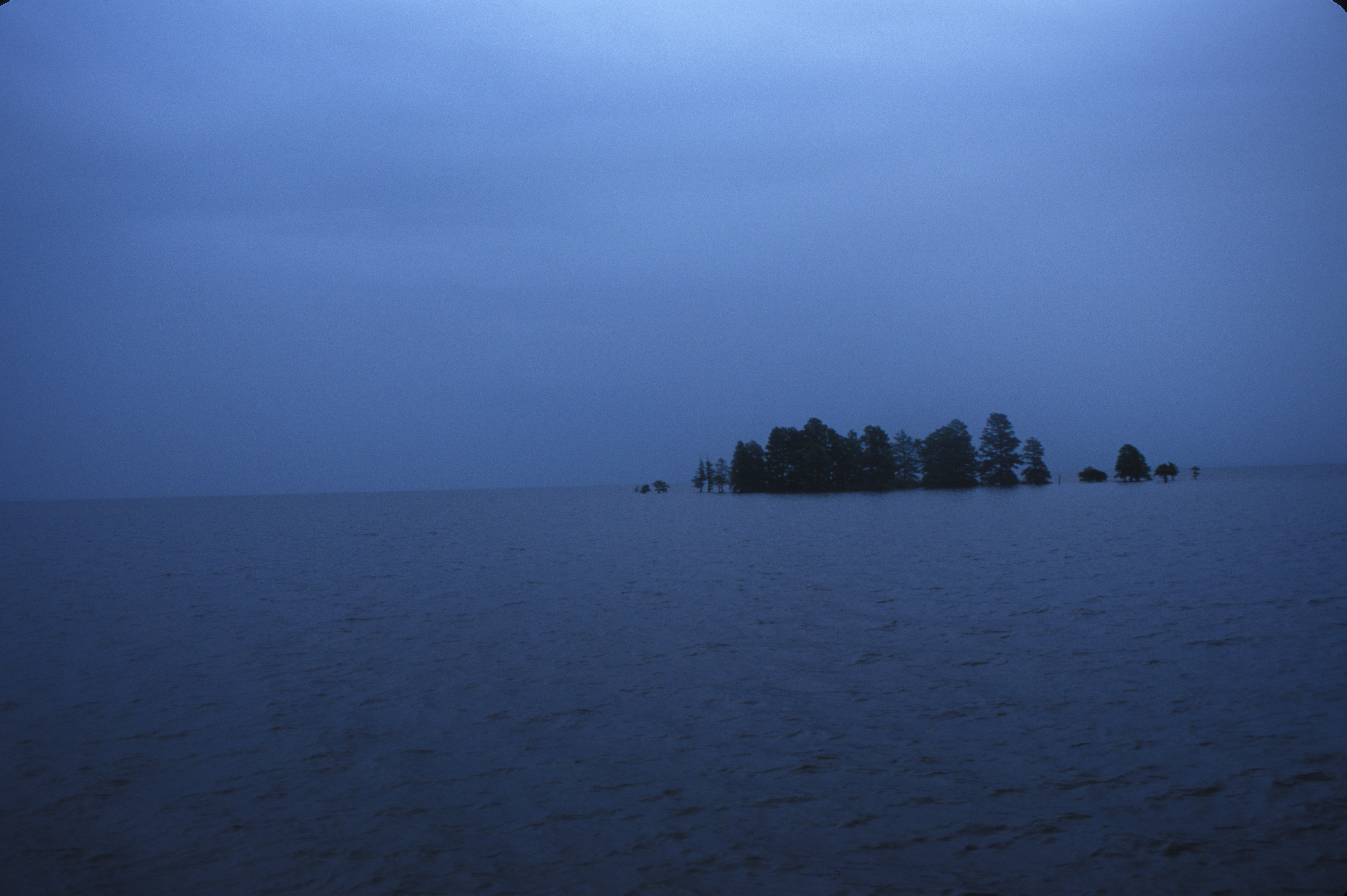 Image of Bald Cypress