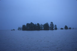 Image of Bald Cypress