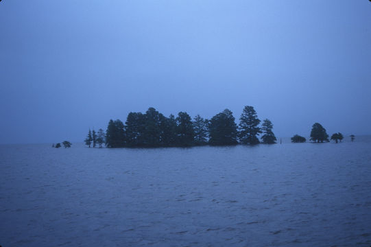 Image of Bald Cypress