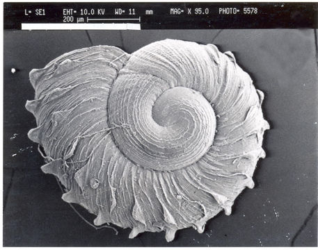 Image of Radiodiscus Pilsbry 1906