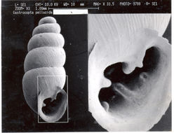 Imagem de Gastrocopta pellucida (L. Pfeiffer 1840)