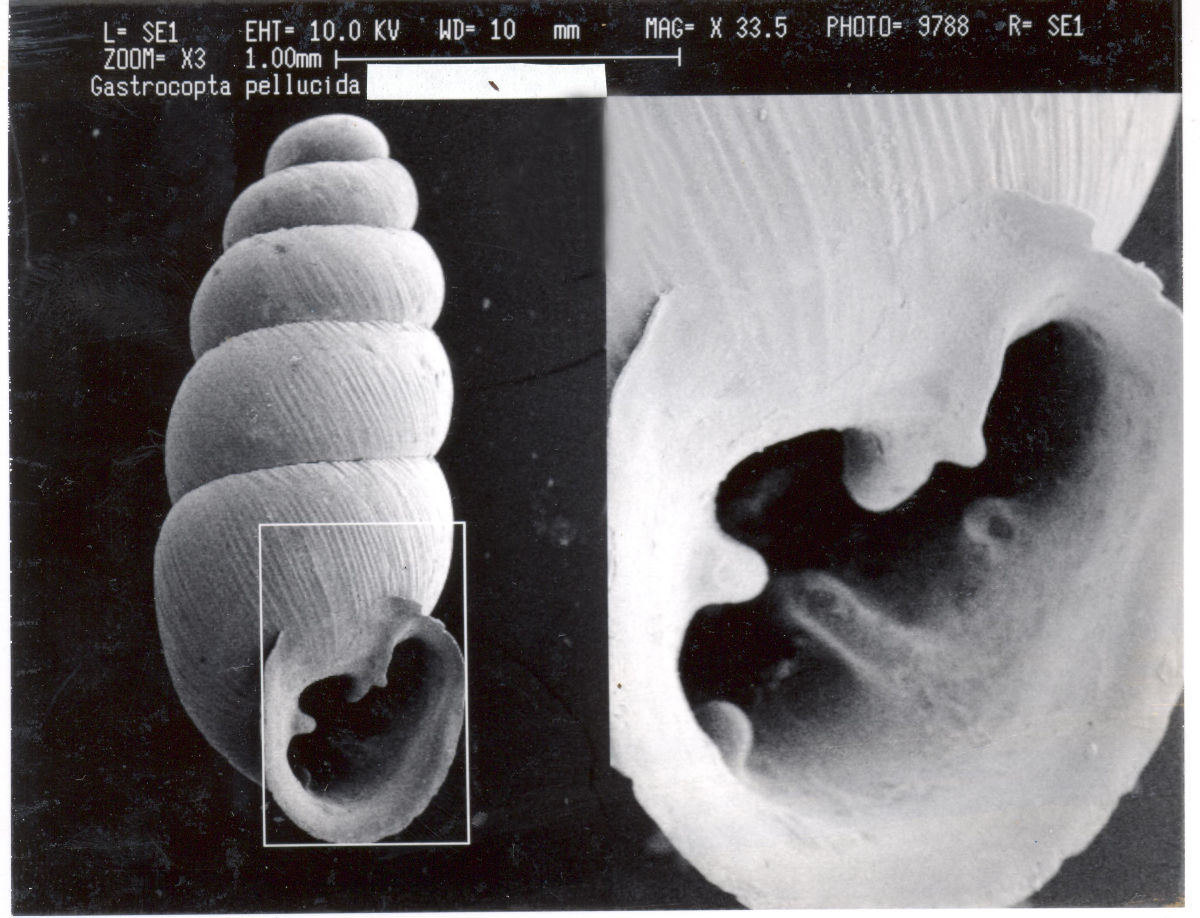 Image de Gastrocopta pellucida (L. Pfeiffer 1840)