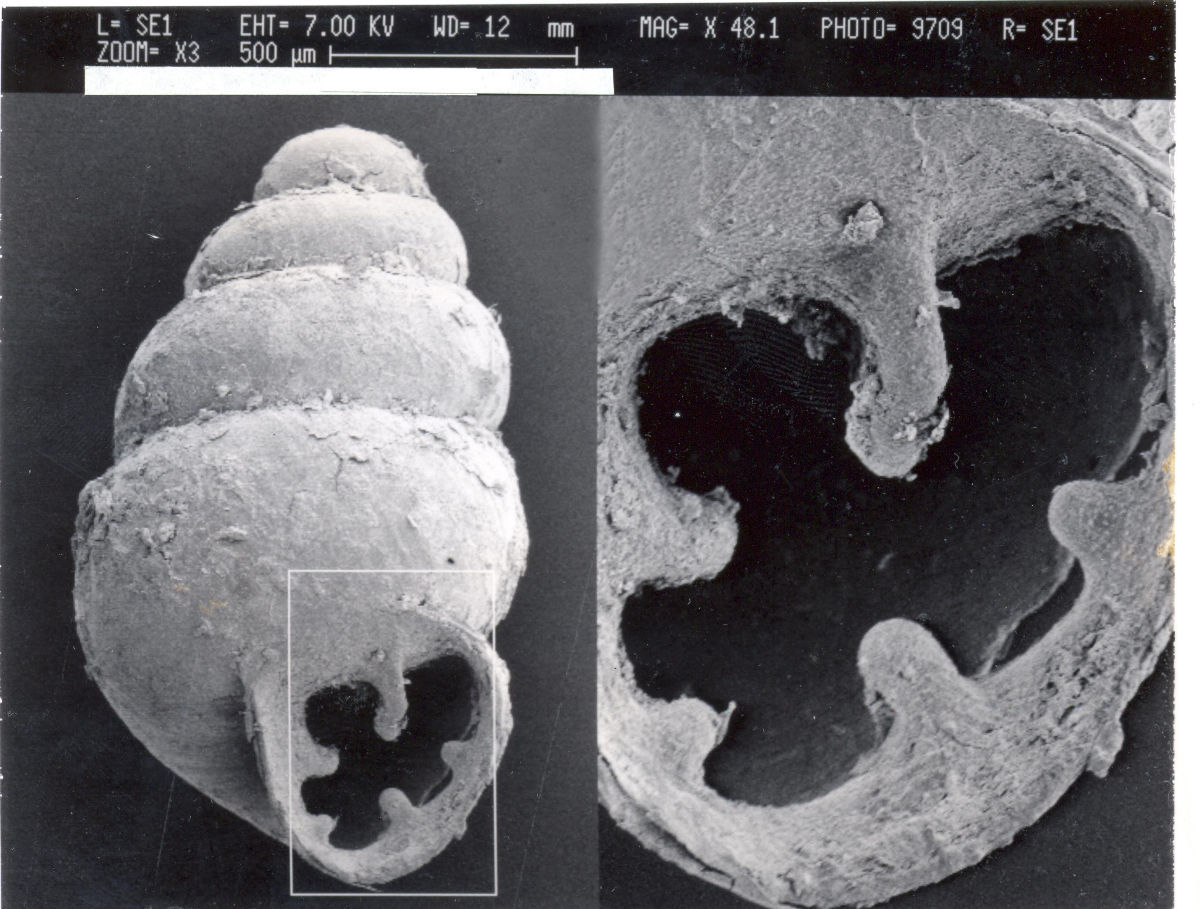 Image de Gastrocopta pentodon (Say 1821)