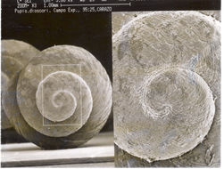 Pupisoma dioscoricola (C. B. Adams 1845) resmi