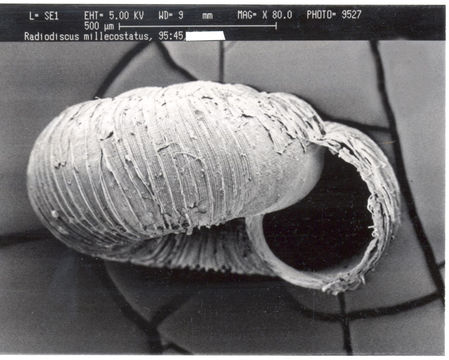 Image de <i>Radiodiscus millecostatus</i> Pilsbry & Ferriss 1906