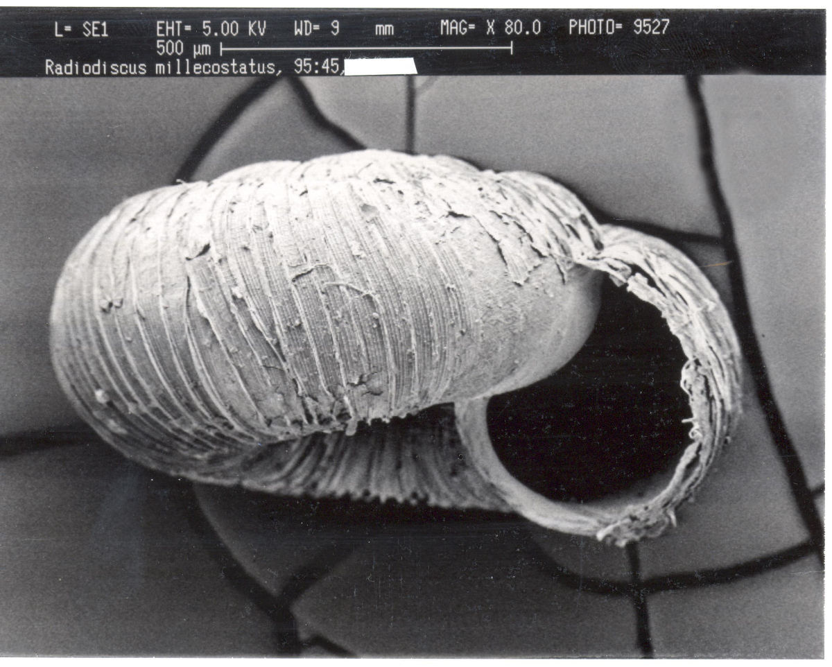 Image of <i>Radiodiscus millecostatus</i> Pilsbry & Ferriss 1906