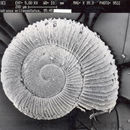 Image of <i>Radiodiscus millecostatus</i> Pilsbry & Ferriss 1906