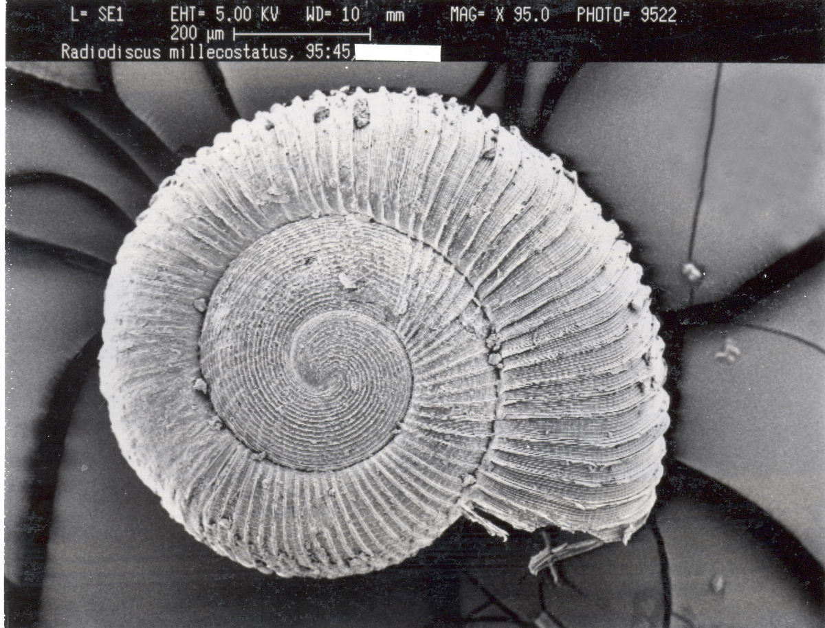 Image of <i>Radiodiscus millecostatus</i> Pilsbry & Ferriss 1906