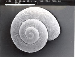 Image de <i>Striatura meridionalis</i> (Pilsbry & Ferriss 1906)