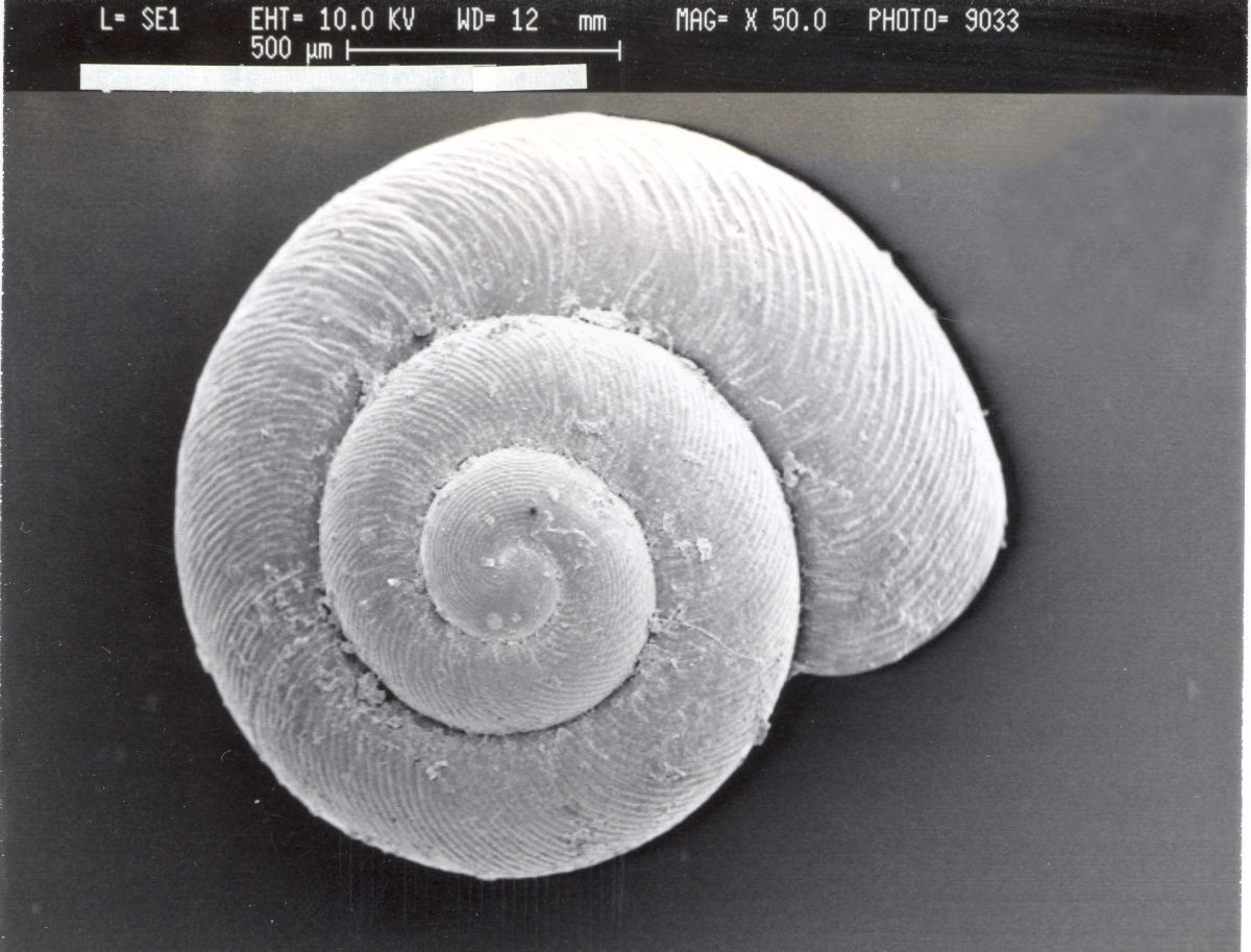 Image of <i>Striatura meridionalis</i> (Pilsbry & Ferriss 1906)