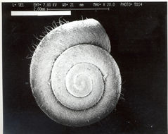 Image of <i>Striatura meridionalis</i> (Pilsbry & Ferriss 1906)