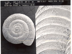 Image de Strobilops Pilsbry 1893