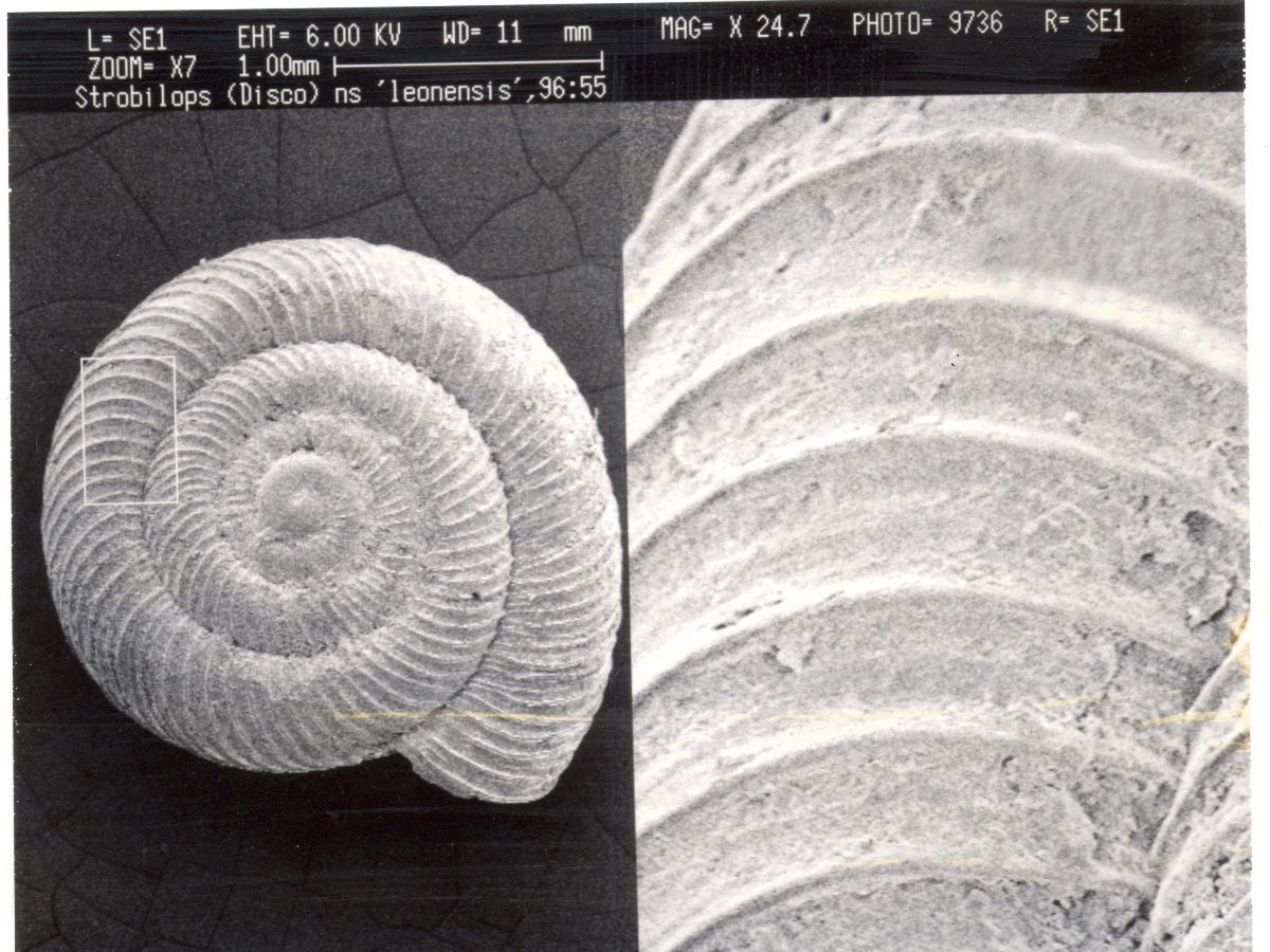 Image of Strobilops Pilsbry 1893