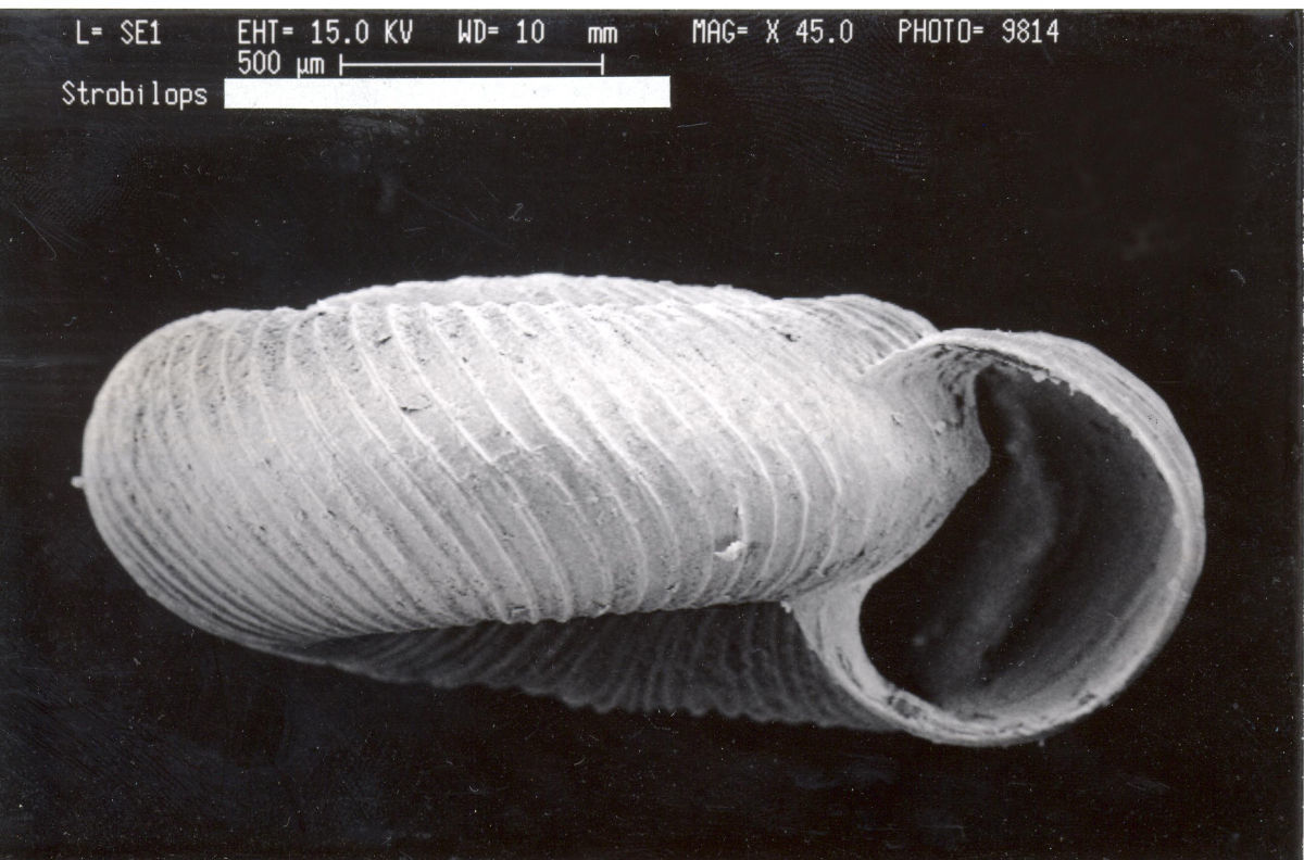 Image of Strobilops Pilsbry 1893