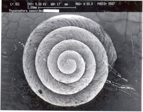 Image of Thysanophora Strebel & Pfeffer 1879