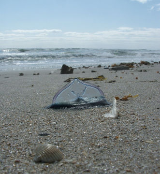 Слика од Velella velella (Linnaeus 1758)