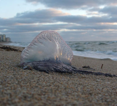 Image of Portuguese man o' war