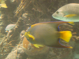 Image of Angelfish