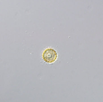 Image of Cyclotella schroeteri Lemmermann 1900