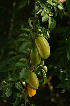 Image of carambola