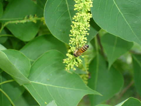 Image of Honey bee