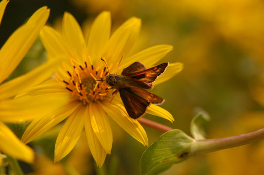 Silphium resmi