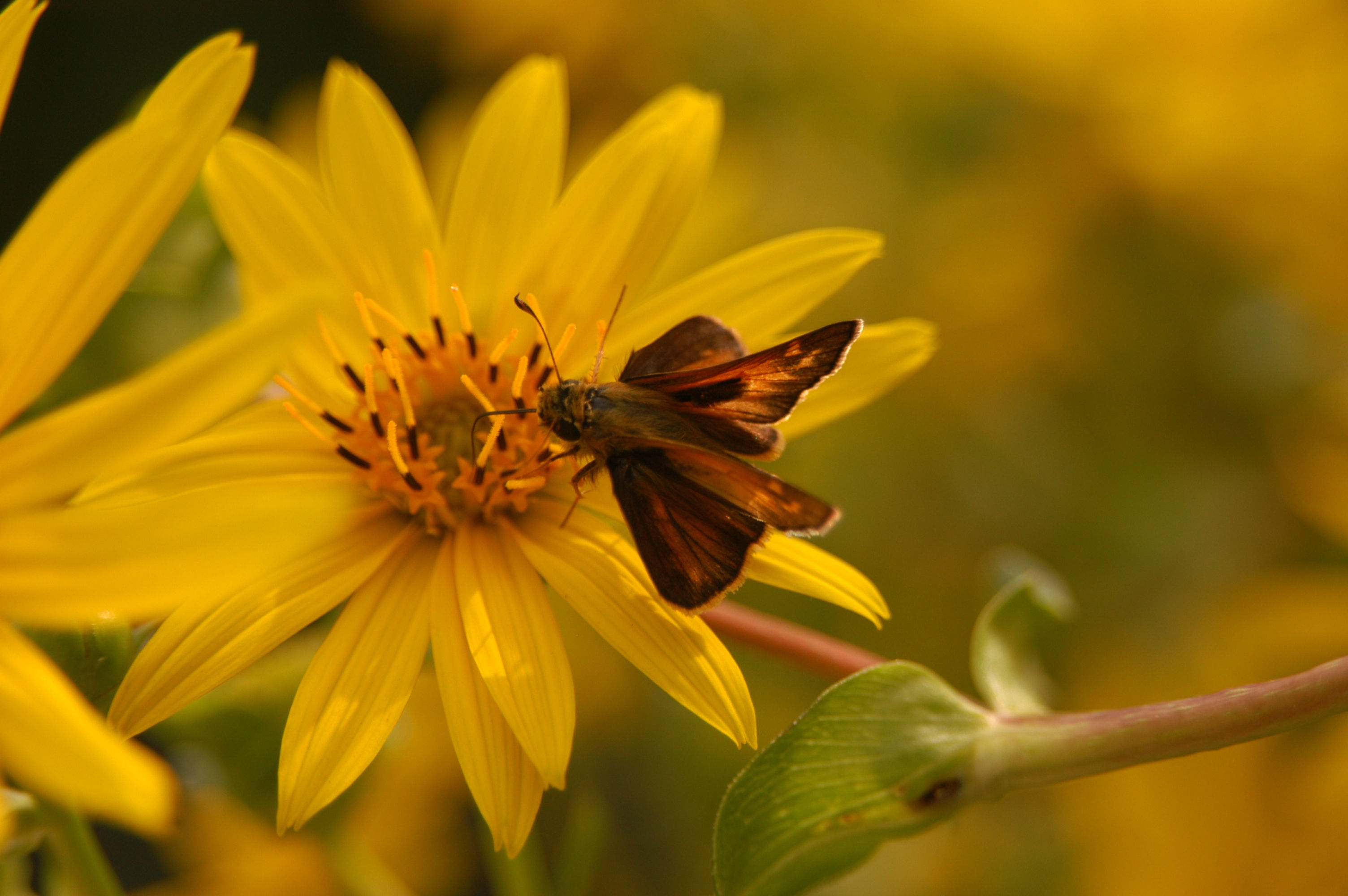 Image de Silphium