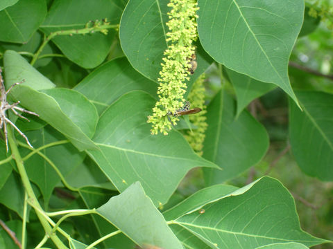 Sivun Triadica sebifera (L.) Small kuva