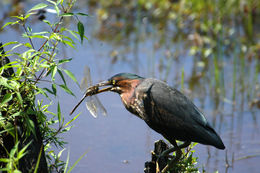 Image of Green Heron