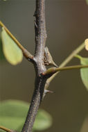 Image of treehoppers