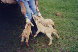 Image of domestic goat