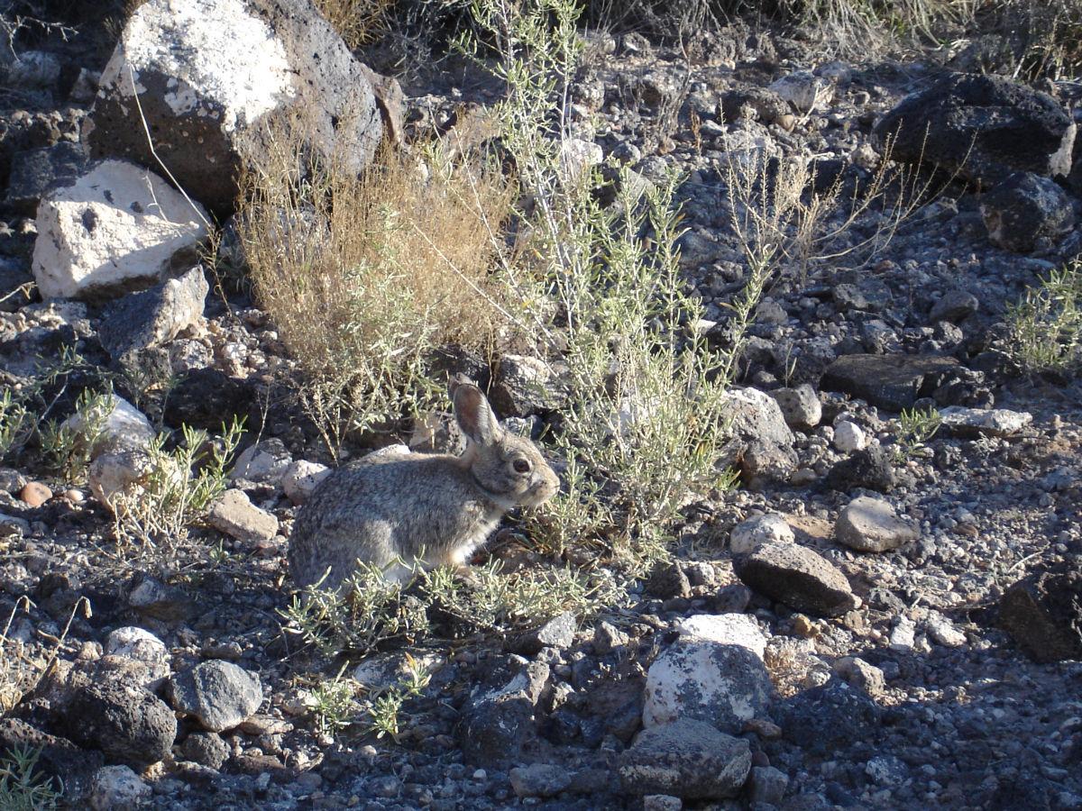 Image of Cottontail rabbit