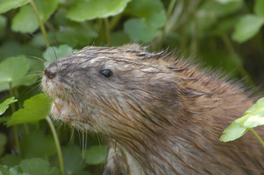 Image of Common Muskrat