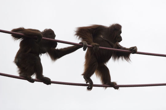 Image of Bornean orangutan